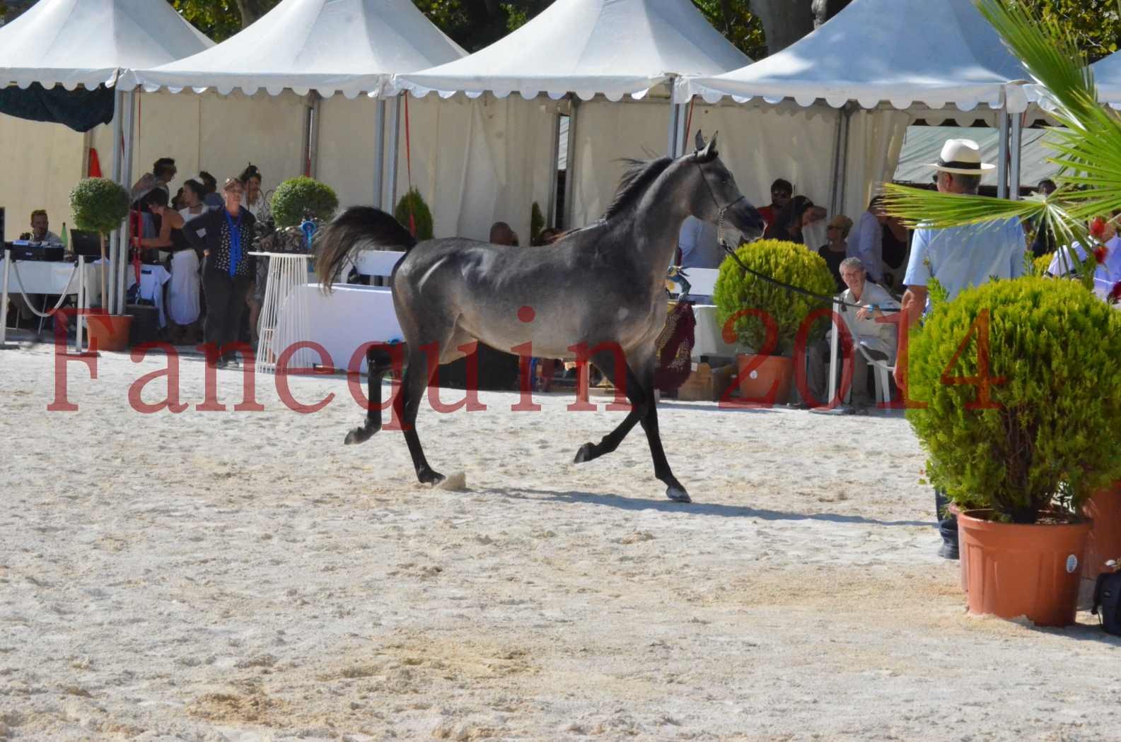 Concours National de Nîmes de chevaux ARABES 2014 - Championnat - JOSEPH'S BOUZIOLS - C 04