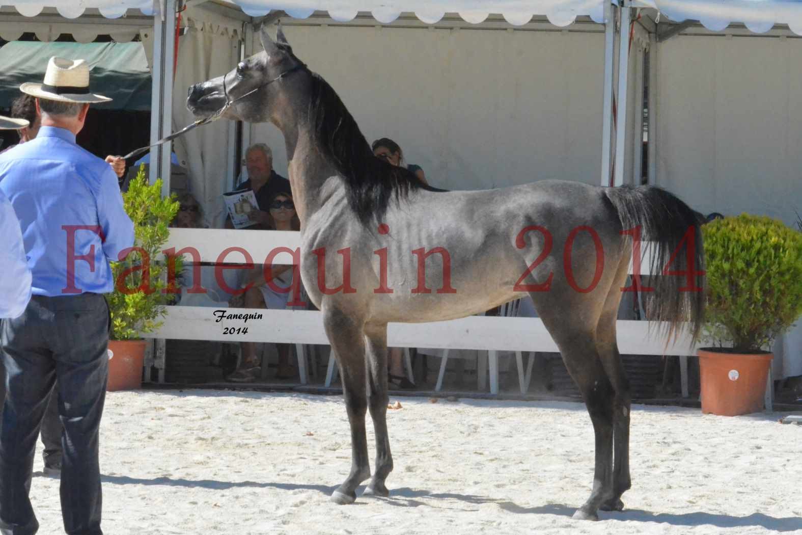 Concours National de Nîmes de chevaux ARABES 2014 - Notre Sélection - JOSEPH'S BOUZIOLS - 19