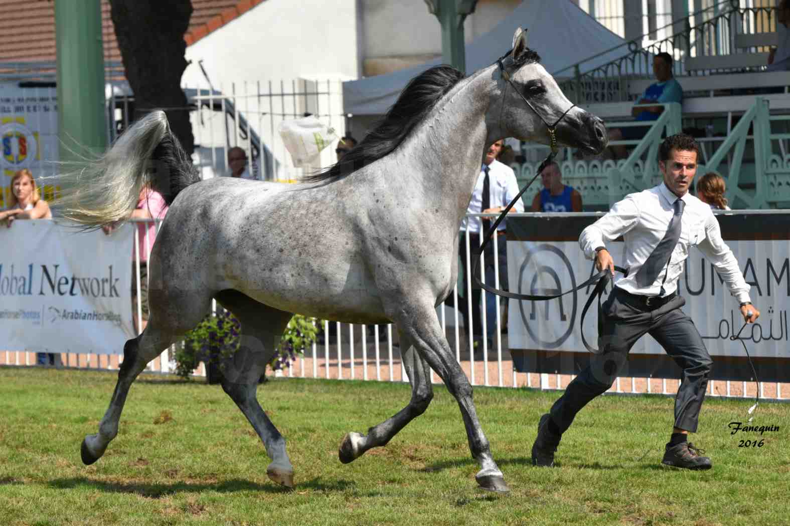 International Arabian Horse Show B de VICHY 2016 - ISABELLA - Notre Sélection - 02