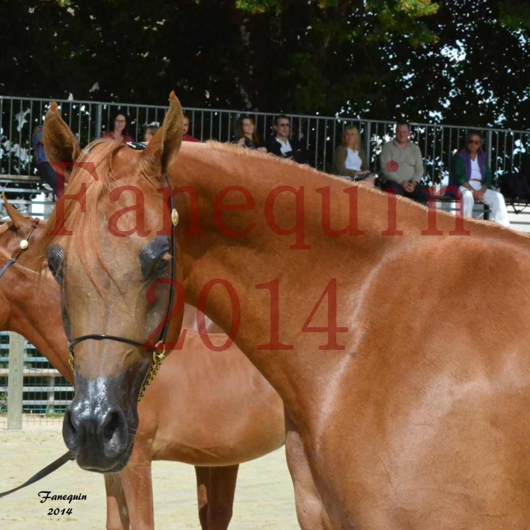 ﻿CHAMPIONNAT DE FRANCE 2014 A POMPADOUR - Notre Sélection - Portraits - LUTFINAH JA - 10