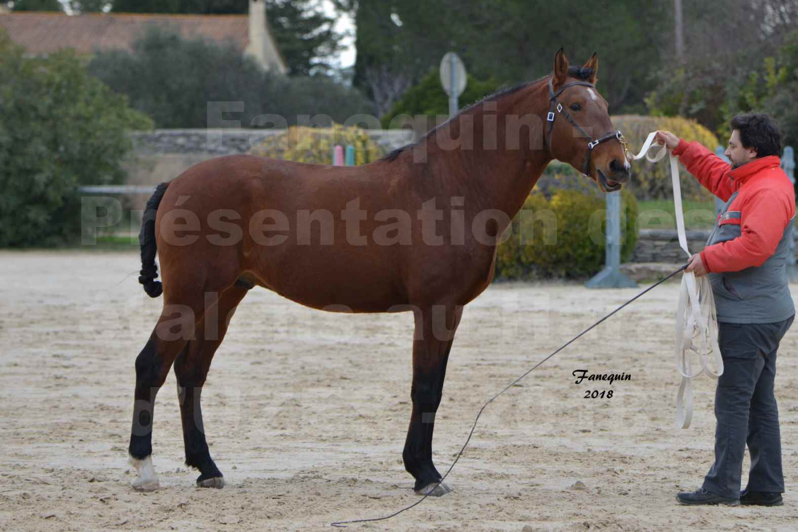 Présentation d’Étalons au Haras d'UZES 2018 - DUENDE MENEZES - notre sélection - en longe - 4