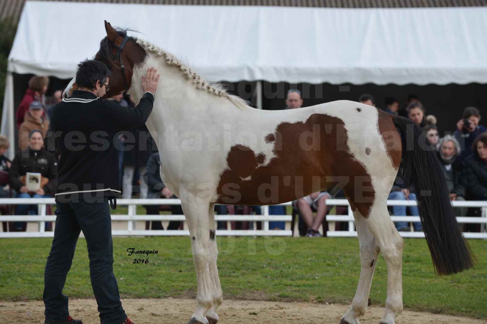 Présentation d’Étalons aux Haras d'UZES en 2016 - Présentation en longe - DOUBLE JEU DE CAUX - 1