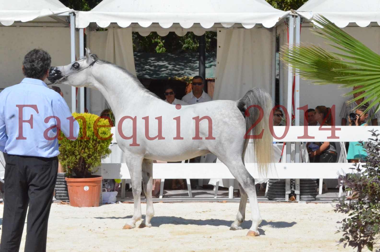 Concours National de Nîmes de chevaux ARABES 2014 - Sélection - SHAOLIN DE NEDJAIA - 71