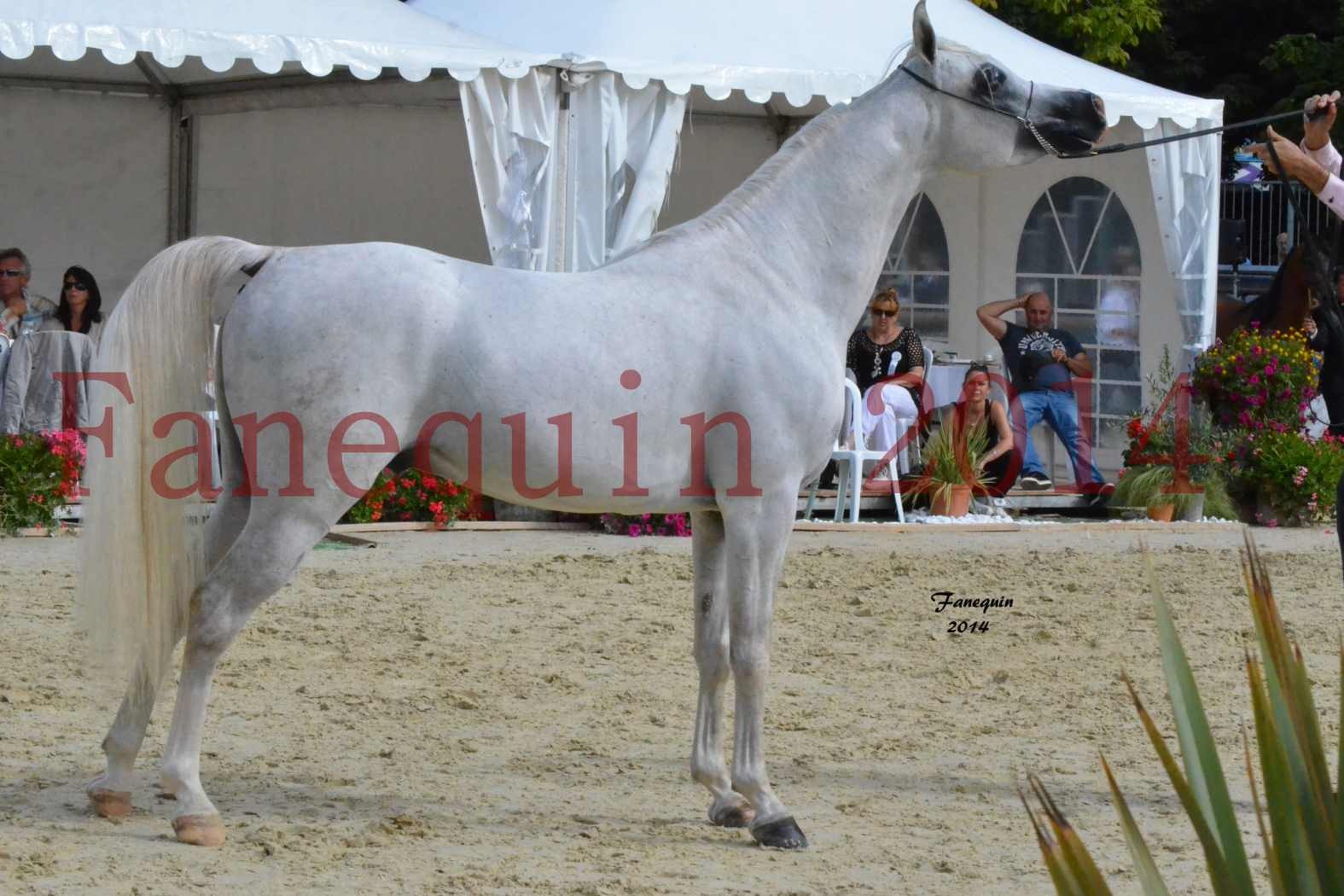 CHAMPIONNAT DE FRANCE 2014 A POMPADOUR - Notre Sélection - FA STARLIGHT - 6