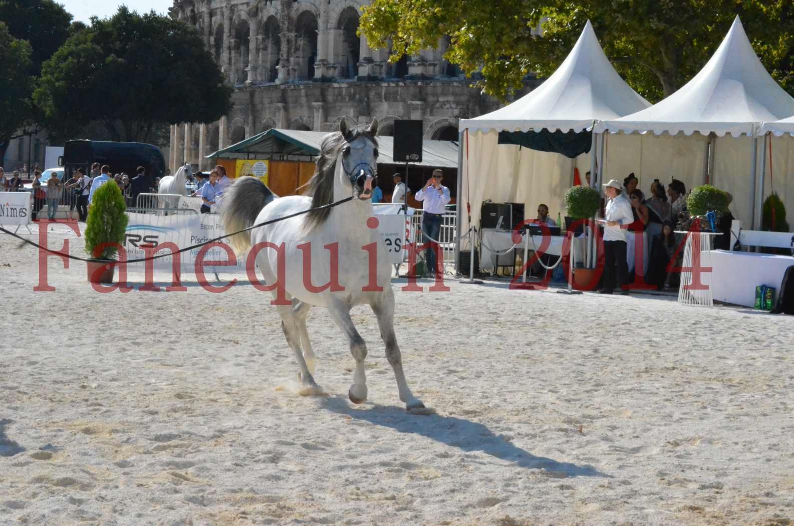 Concours National de Nîmes de chevaux ARABES 2014 - Championnat - SHAOLIN DE NEDJAIA - 38