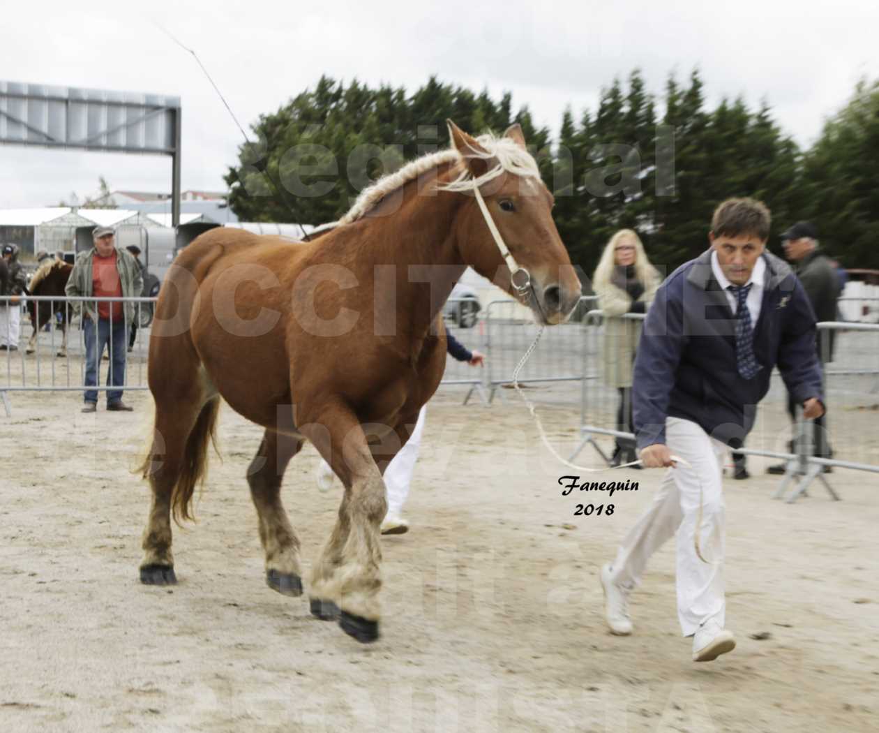 Concours Régional "OCCITANIE" de Chevaux de Traits à REQUISTA en 2018 - GROSEILLE 19 - 3