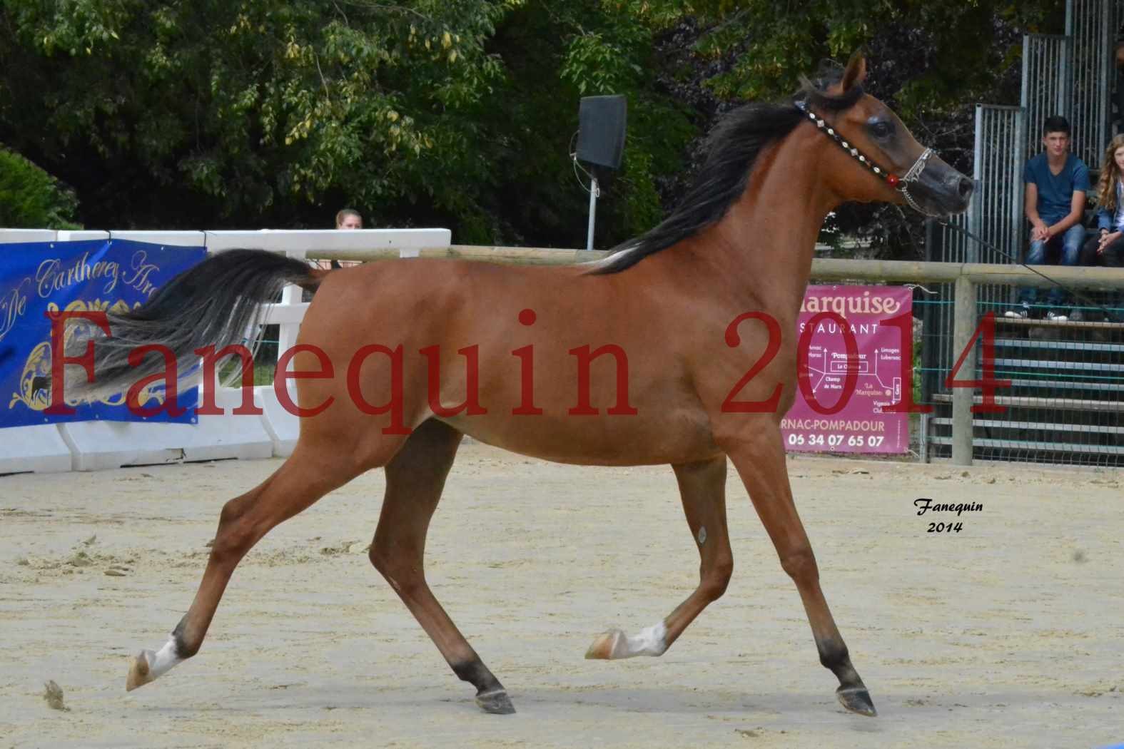 Championnat de FRANCE 2014 à POMPADOUR - Médaille de Bronze - pouliches de 1 an - SHABNAM IBN ASLAL - 01