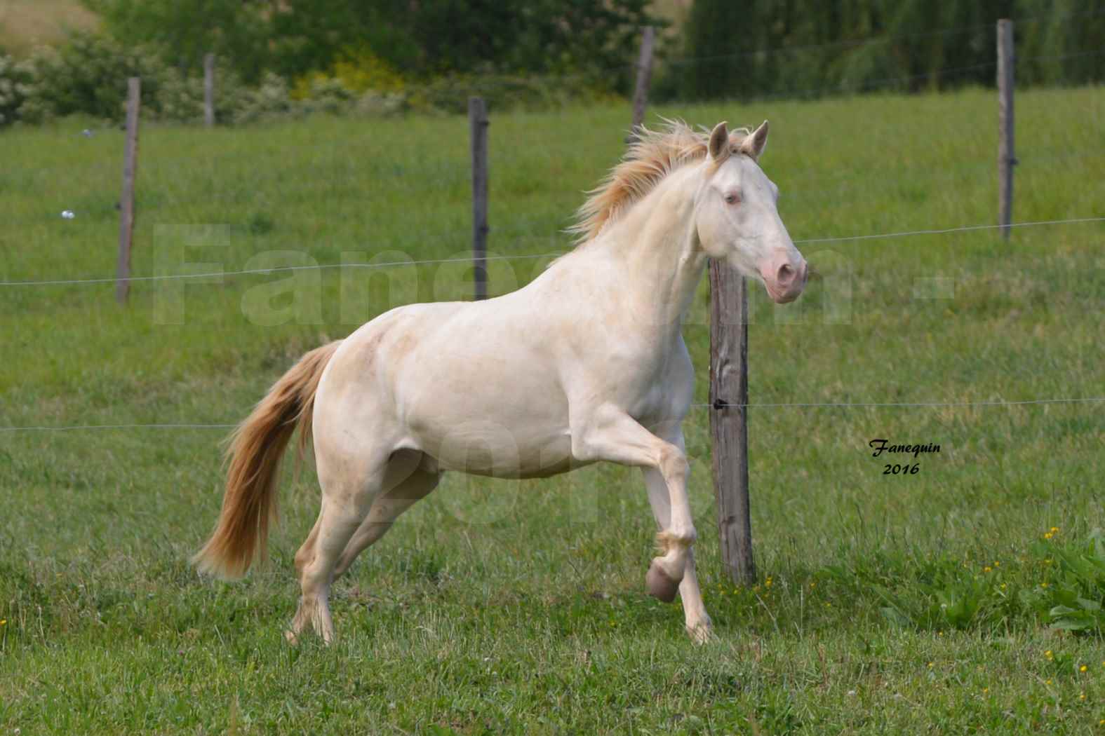 Chevaux PRE de l'élevage DEL TESSUOR - Frédérique VIGNE - 02