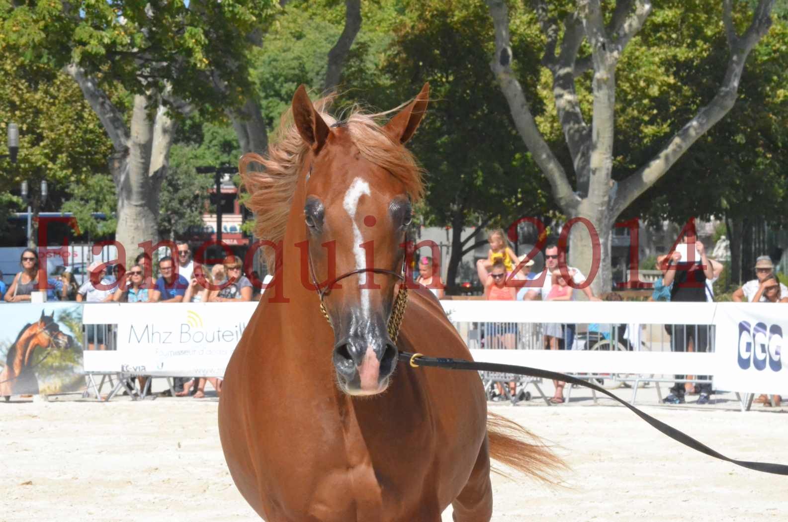 Concours National de Nîmes de chevaux ARABES 2014 - Championnat - MASSAI DE BARREL - 33