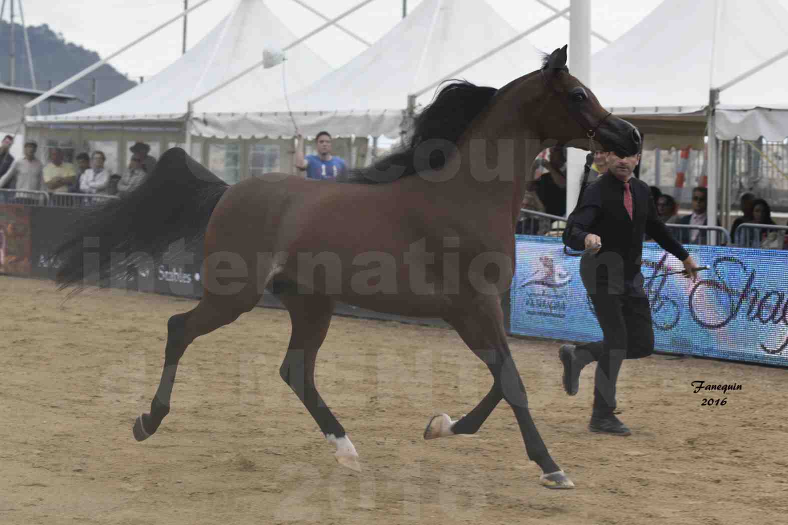 Championnat du pur-sang arabe de la Méditerranée et des pays arabes - MENTON 2016 - GALLARDO J - Notre Sélection - 2