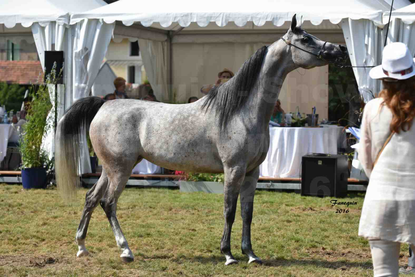 International Arabian Horse Show B de VICHY 2016 - ISABELLA - Notre Sélection - 10