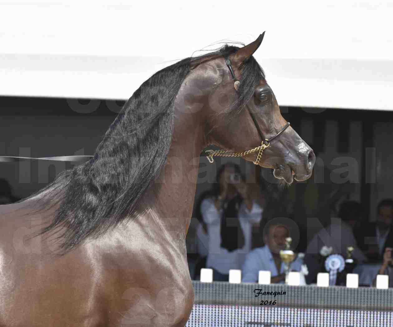 Championnat du pur-sang arabe de la Méditerranée et des pays arabes - MENTON 2016 - EKS ALIHANDRO - Notre Sélection - Portraits - 1