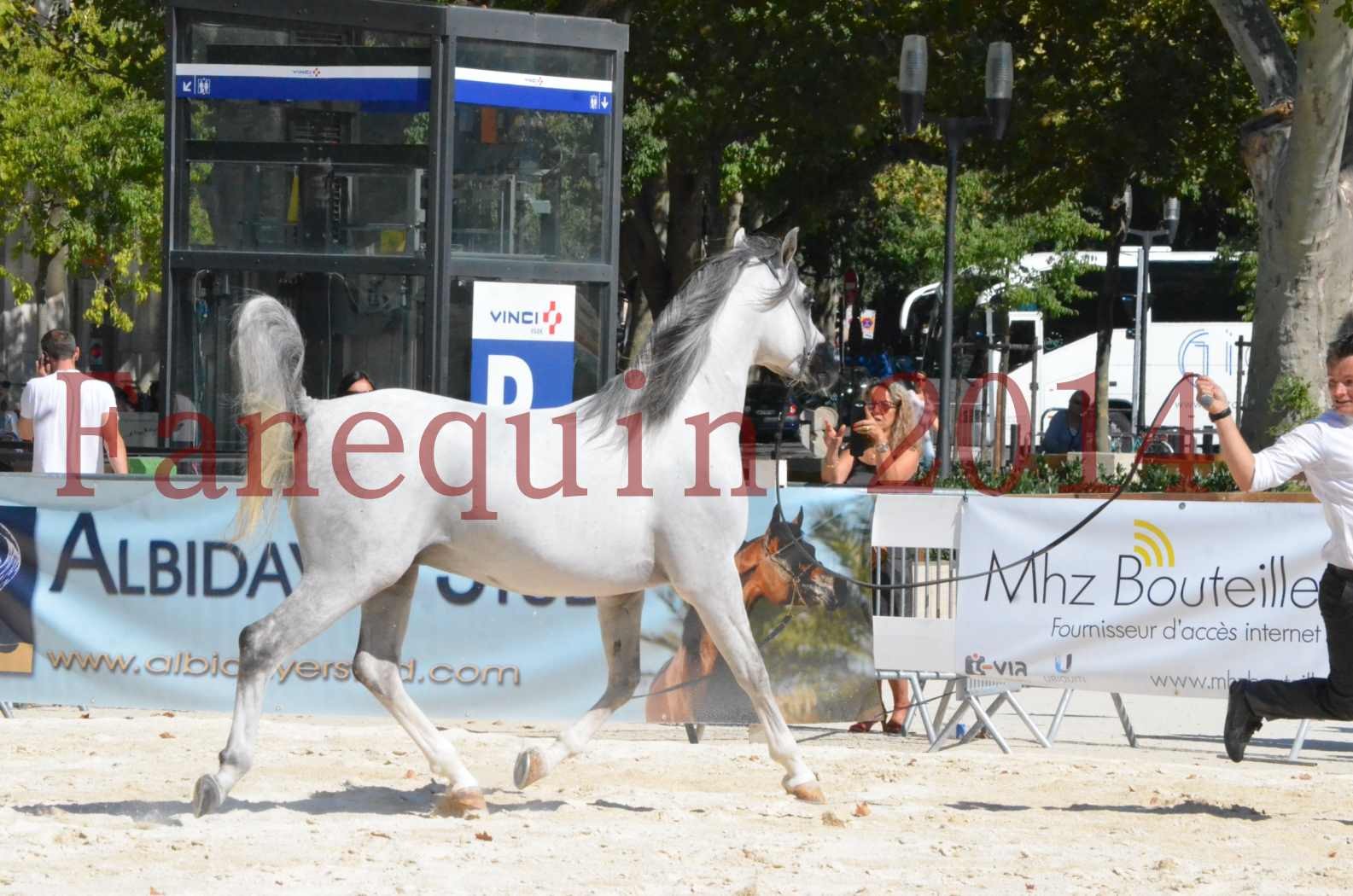 Concours National de Nîmes de chevaux ARABES 2014 - Sélection - SHAOLIN DE NEDJAIA - 27