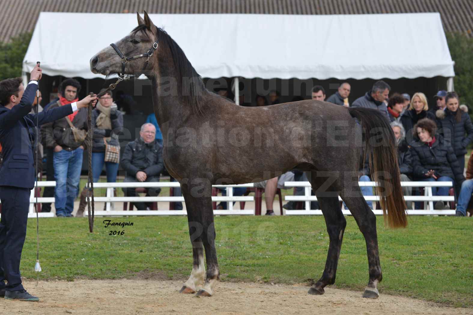 Présentation d’Étalons aux Haras d'UZES en 2016 - Présentation en longe - MEGUS DU CAUSSE - 1