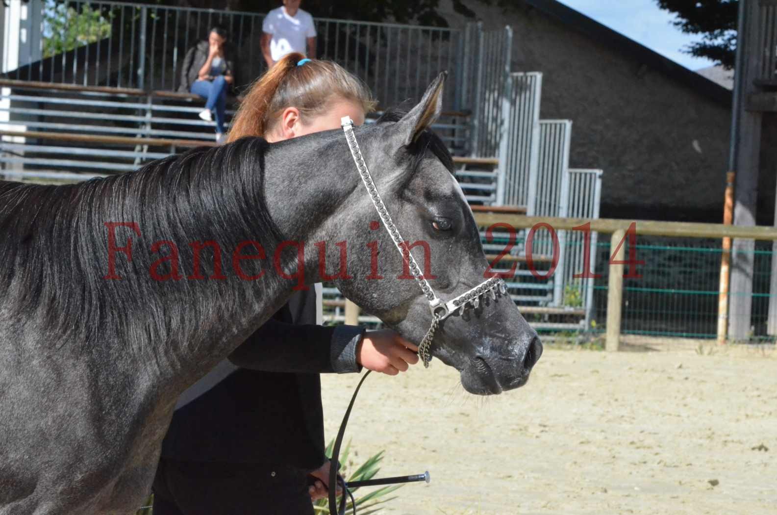 Championnat de FRANCE 2014 - Amateurs - CHTI KAID D'AUBIN - 49