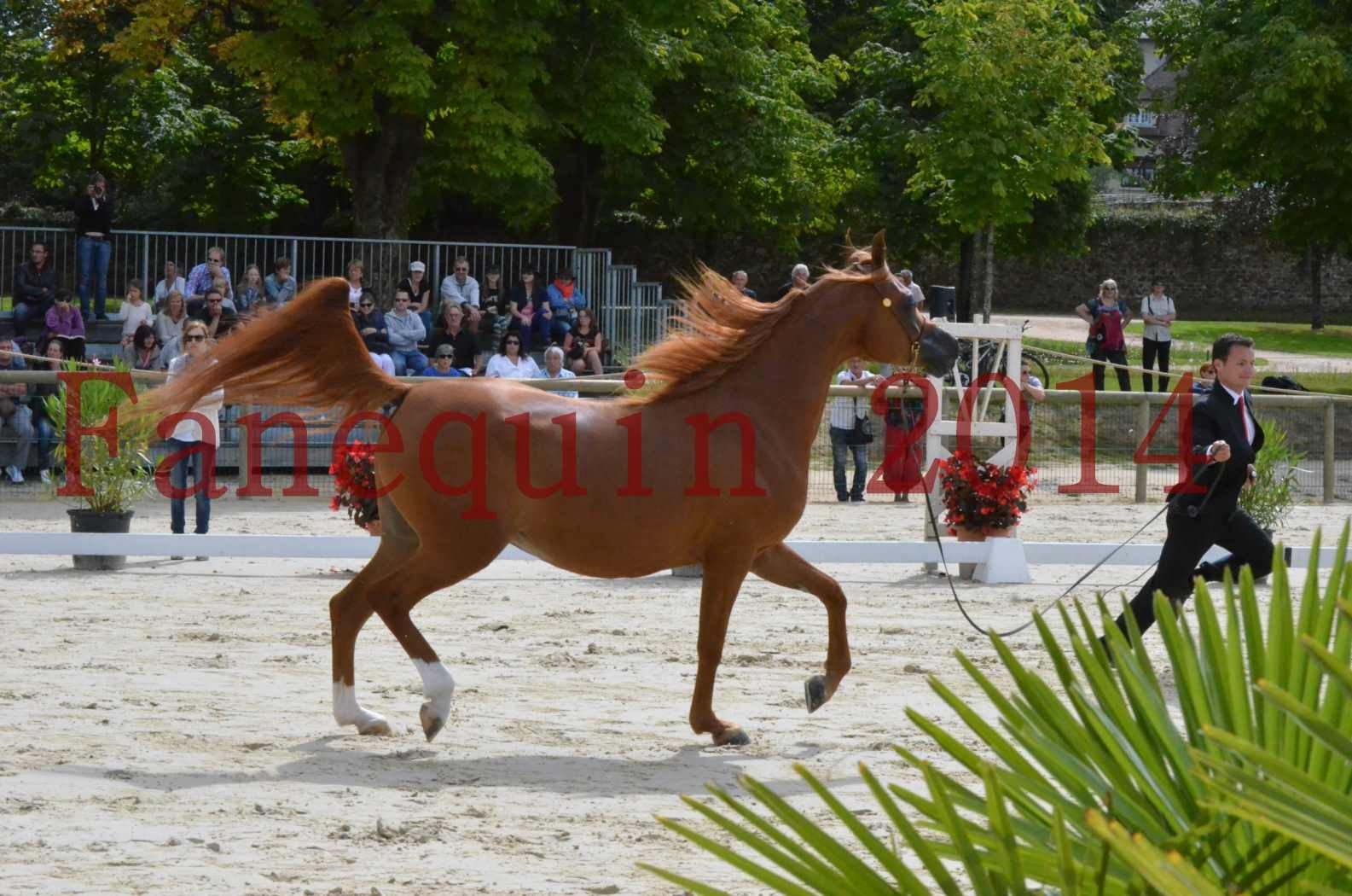 ﻿CHAMPIONNAT DE FRANCE 2014 A POMPADOUR - Championnat - KINSHASA JA - 04