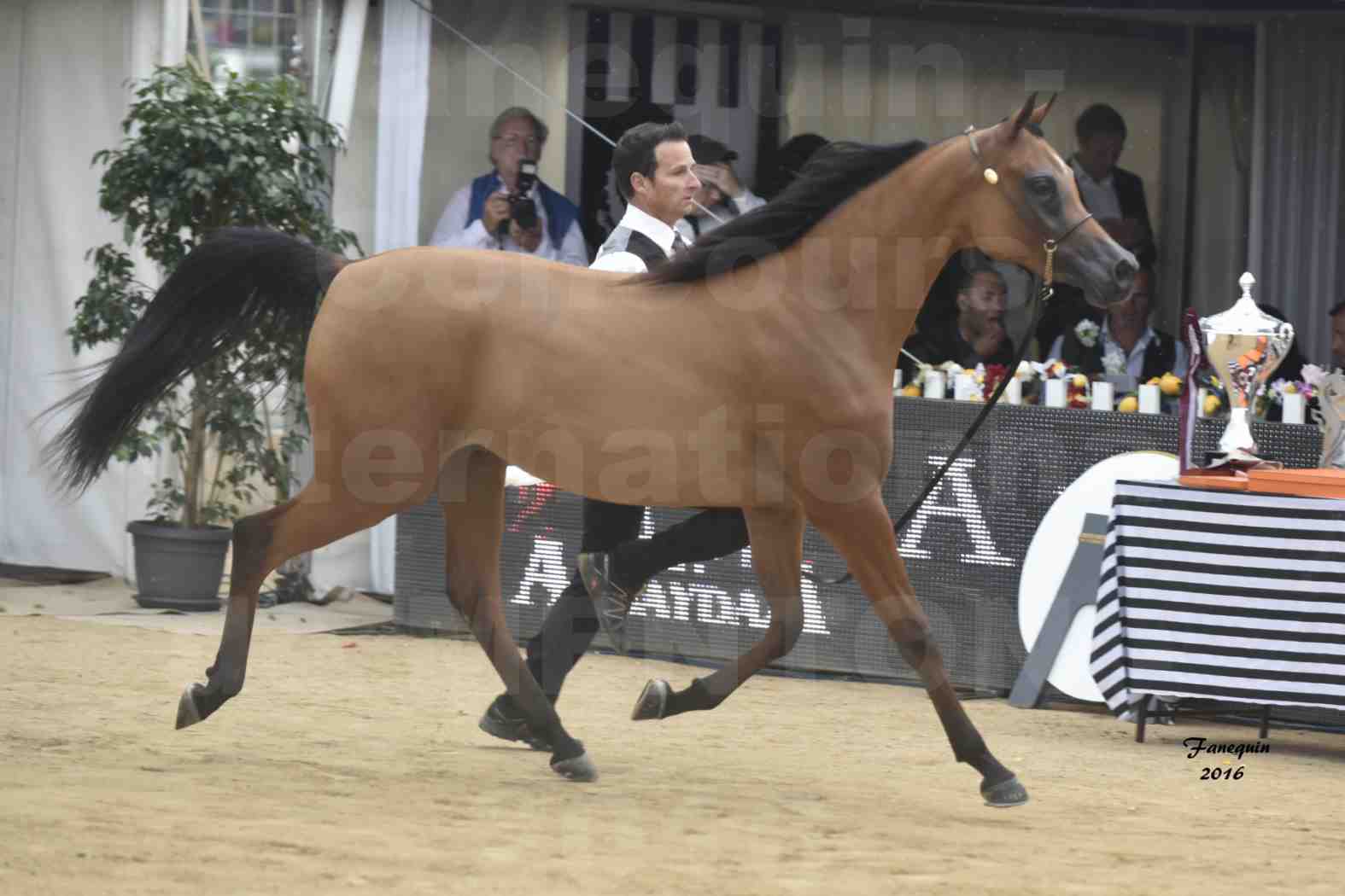 Championnat du Pur-Sang Arabe de la Méditerranée et des pays Arabes - MENTON 2016 - MAZAYA DOMITIA - Notre Sélection - 11