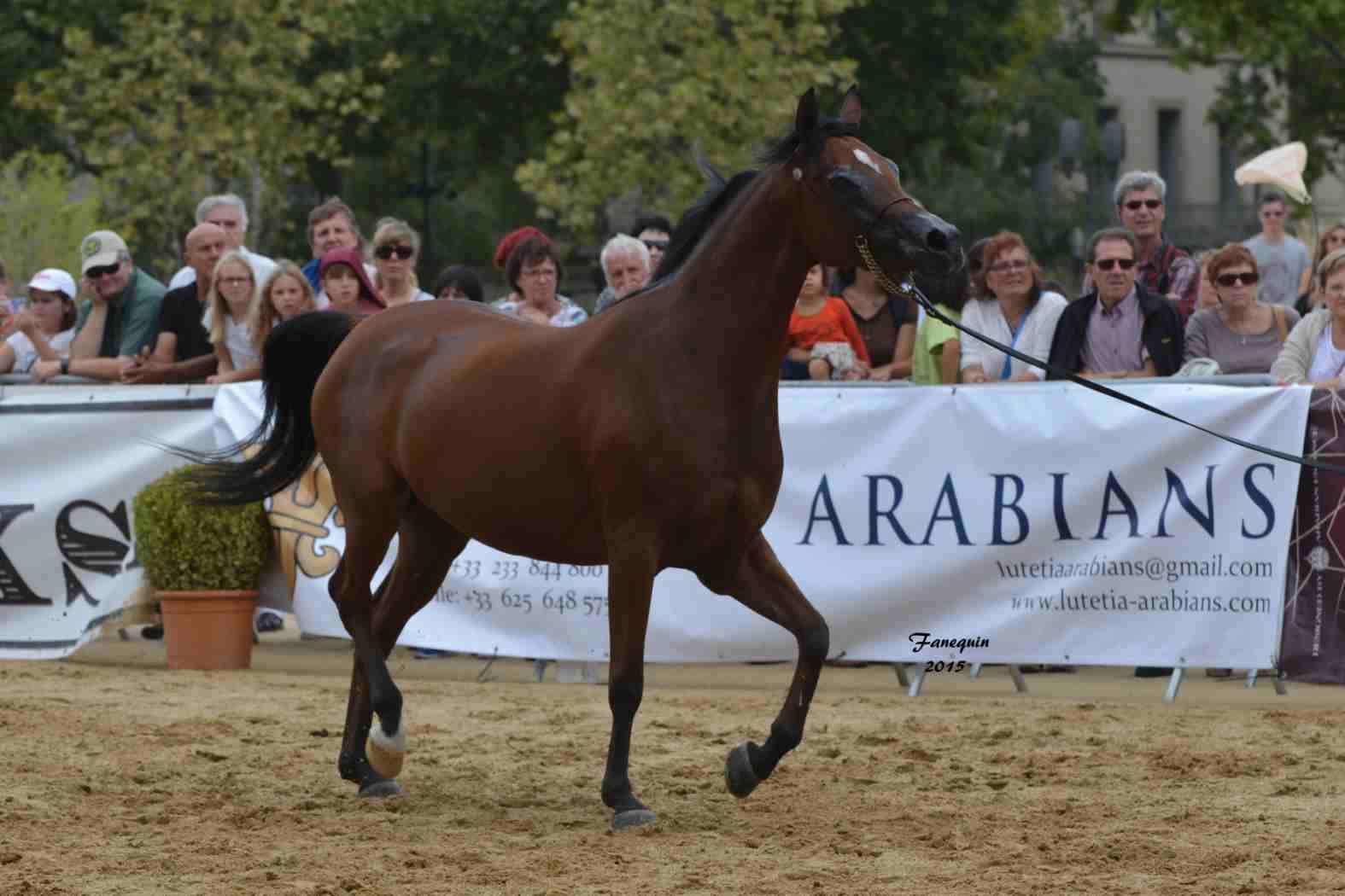 KARAWAN ALBIDAYER en 2015 - Concours national Nîmes prestige - notre sélection - 14