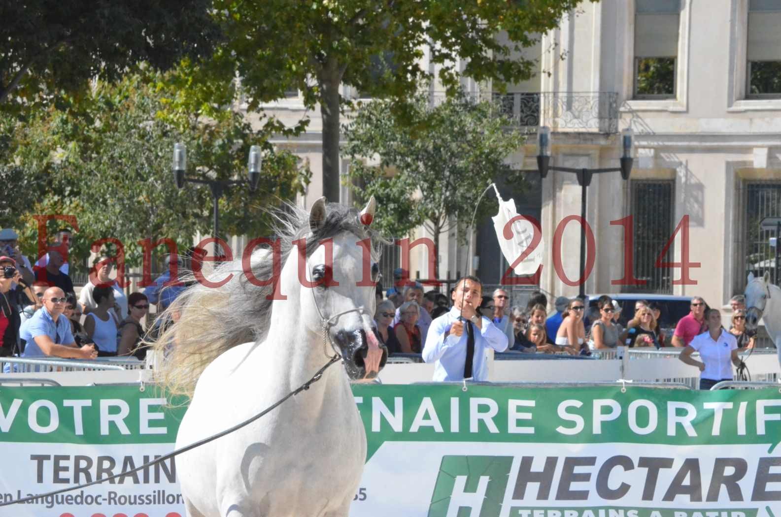 Concours National de Nîmes de chevaux ARABES 2014 - Sélection - SHAOLIN DE NEDJAIA - 53