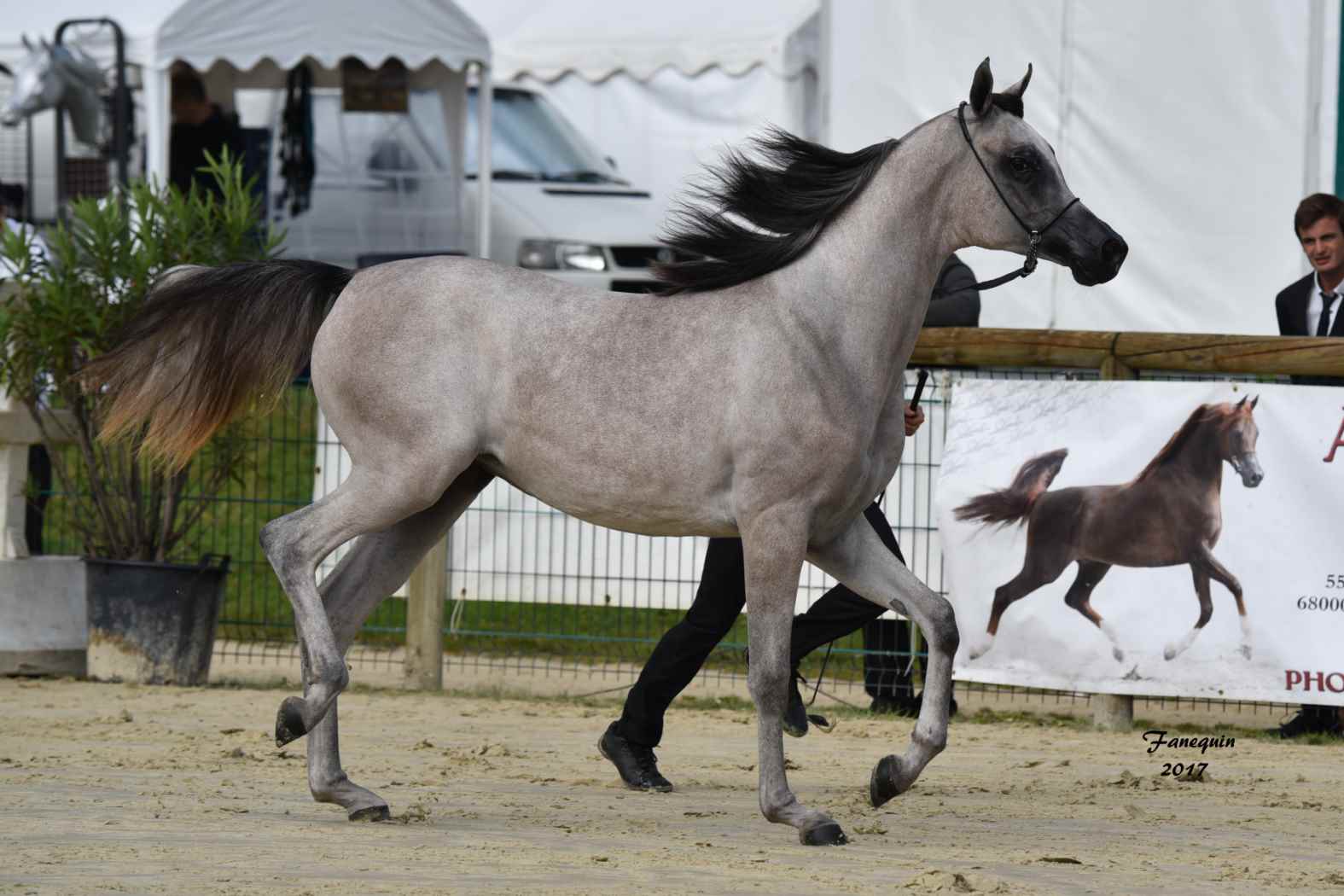 Championnat de France de Chevaux Arabes à Pompadour en 2017 - FATIN ALBIDAYER - 3