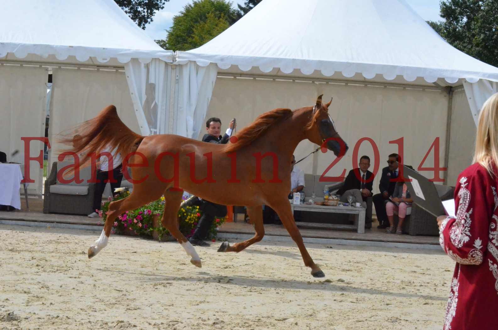 ﻿CHAMPIONNAT DE FRANCE 2014 A POMPADOUR - Championnat - KINSHASA JA - 08