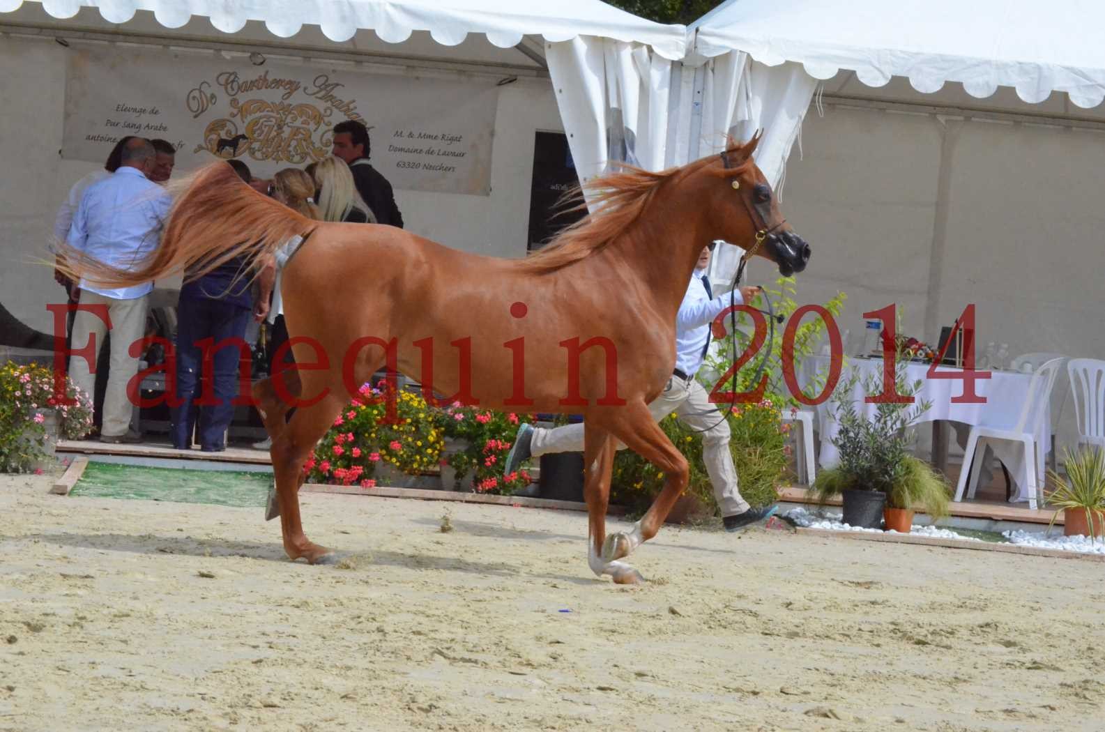 ﻿CHAMPIONNAT DE FRANCE 2014 A POMPADOUR - Championnat - LUTFINAH JA - 34