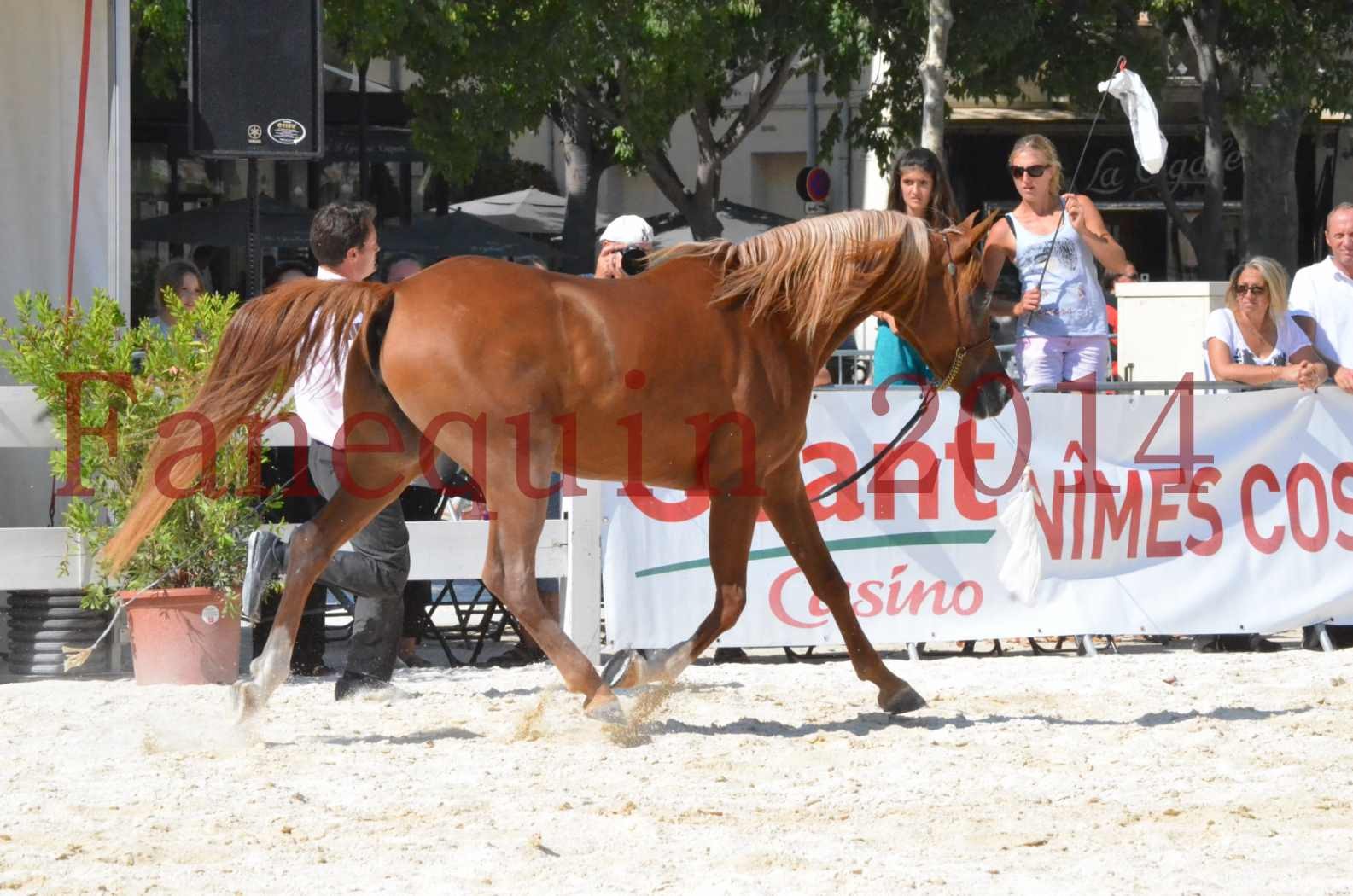 Concours National de Nîmes de chevaux ARABES 2014 - Championnat - MASSAI DE BARREL - 18