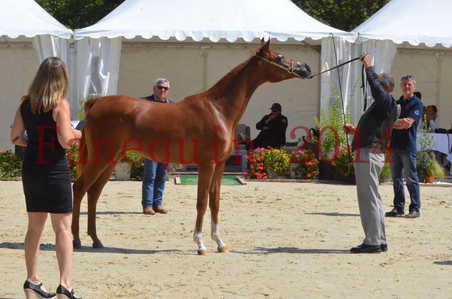 Championnat de FRANCE 2014 - Amateurs - SH CALLAS BINT ARMANI - 50