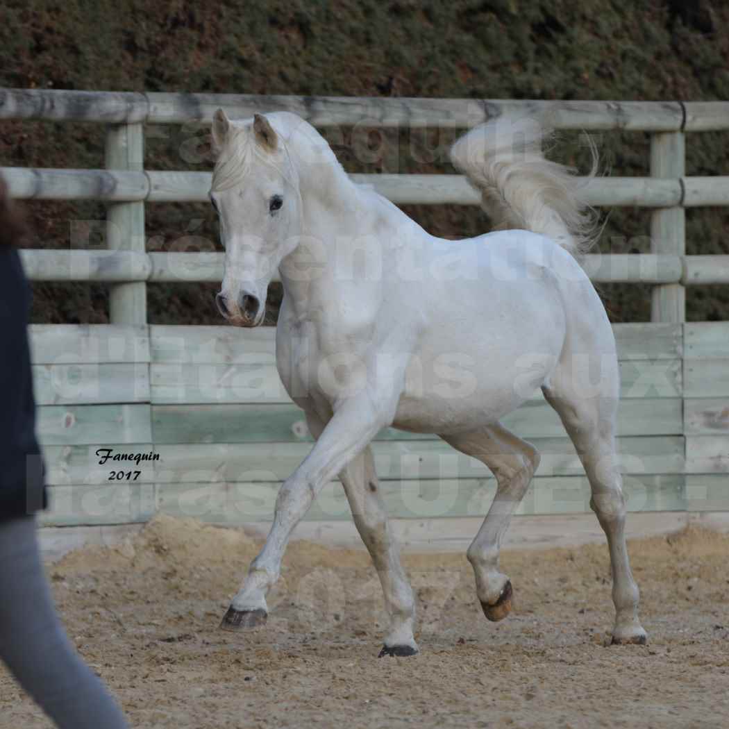 Présentation d’Étalons aux Haras d'UZES - présentation en liberté - FELOUK DE LA CHAMPOLINE - 5