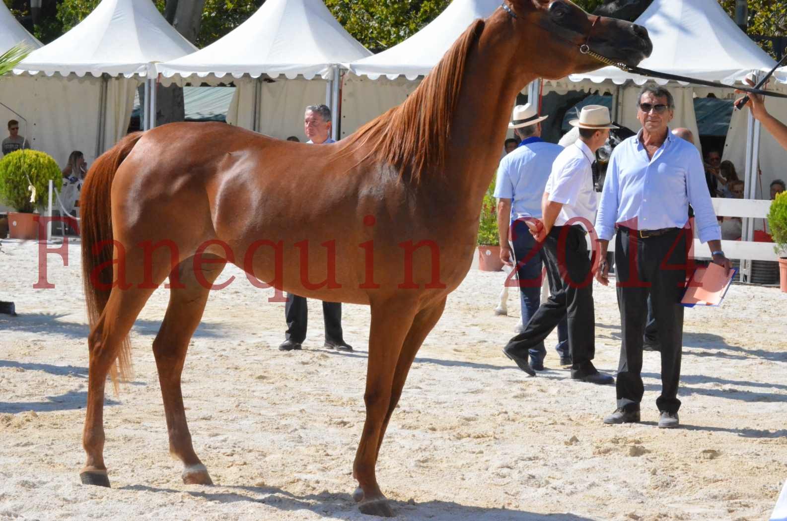 Concours National de Nîmes de chevaux ARABES 2014 - Championnat - MASSAI DE BARREL - 40