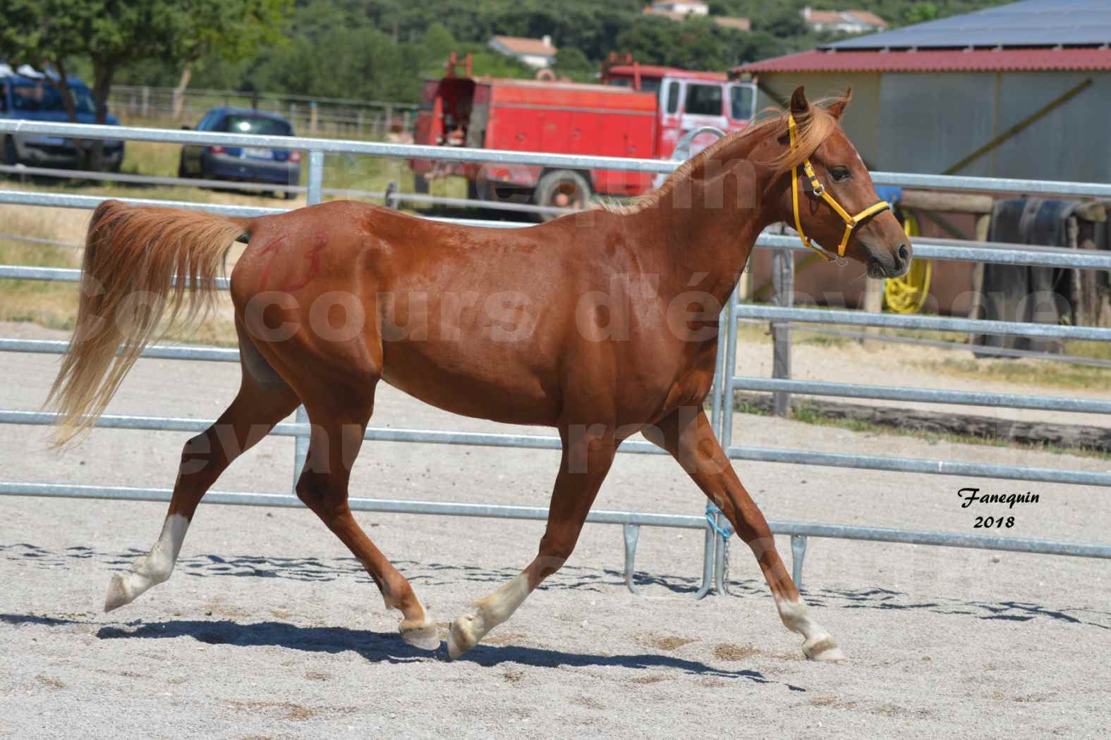 Concours d'Elevage de chevaux Arabes  le 27 juin 2018 à la BOISSIERE - FANGIO DES DOLINES - 09