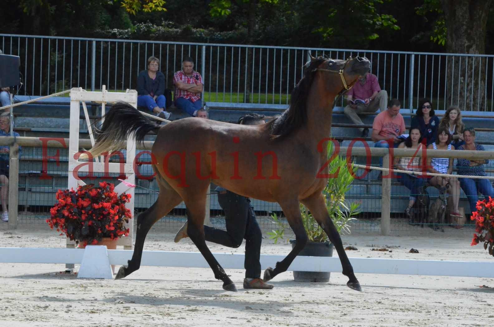 Championnat de FRANCE 2014 - Amateurs - KAL'ELLE D'ELHORIA - 44