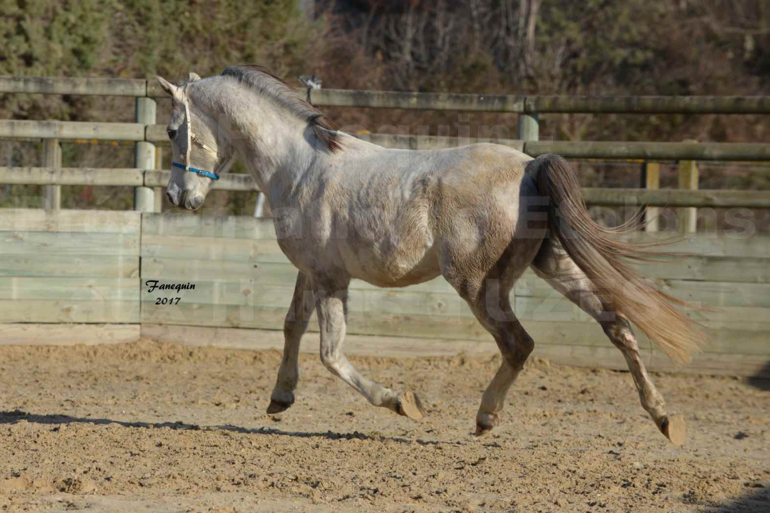 Présentation d’Étalons aux Haras d'UZES - Présentation en liberté - GALBI BELFINA - 4