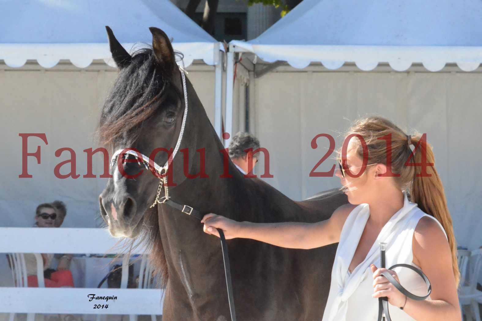 Concours National de Nîmes de chevaux ARABES 2014 - Notre Sélection - Portraits - BALTYK DE CHAUMONT - 5