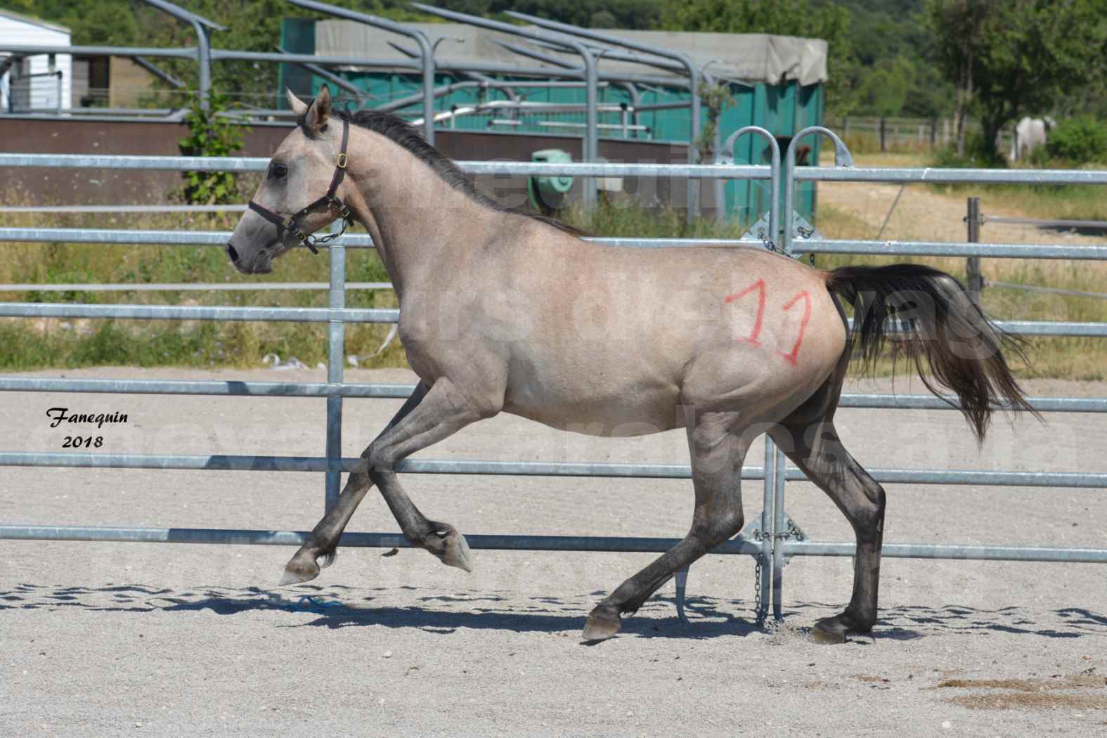 Concours d'Elevage de chevaux Arabes  le 27 juin 2018 à la BOISSIERE - GAZRAK D'AURIERES - 07