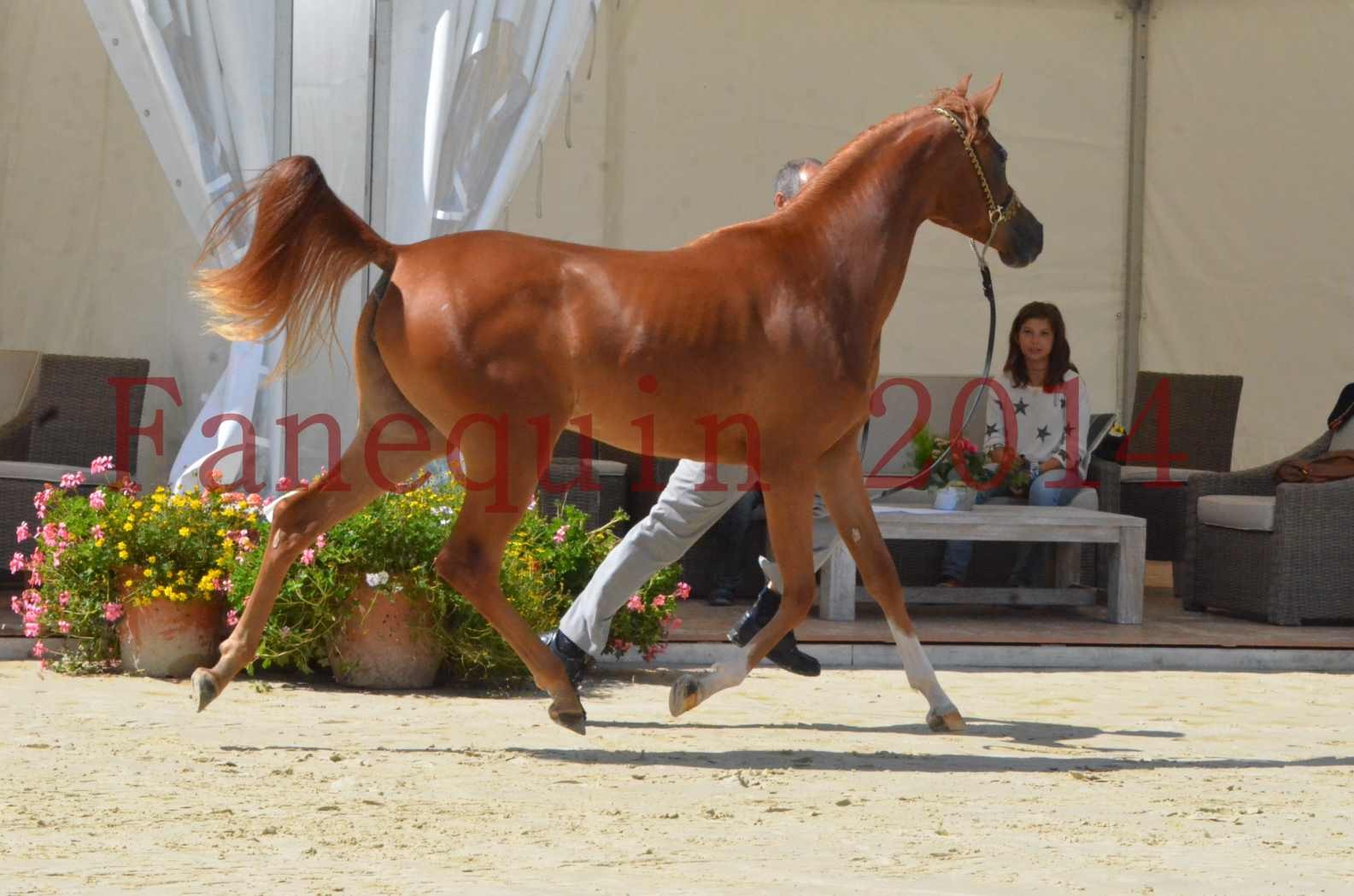 Championnat de FRANCE 2014 - Amateurs - SH CALLAS BINT ARMANI - 20