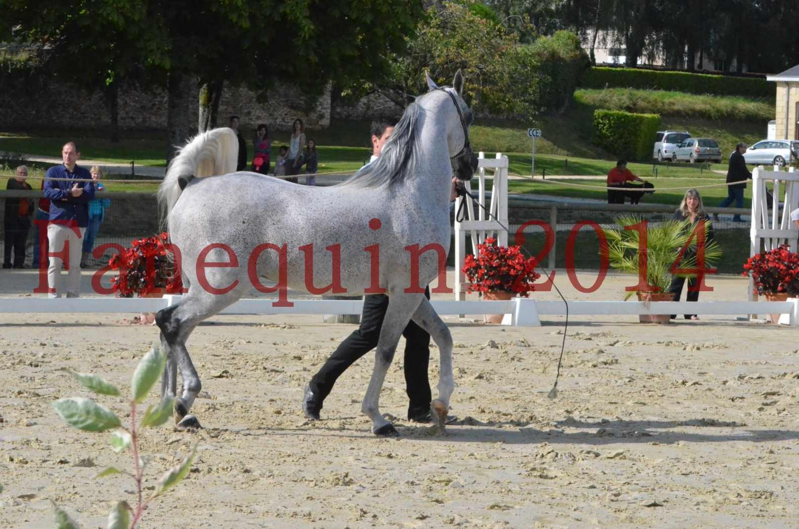 CHAMPIONNAT DE FRANCE  2014 A POMPADOUR - Sélection - SHEYK DE GARGASSAN - 08