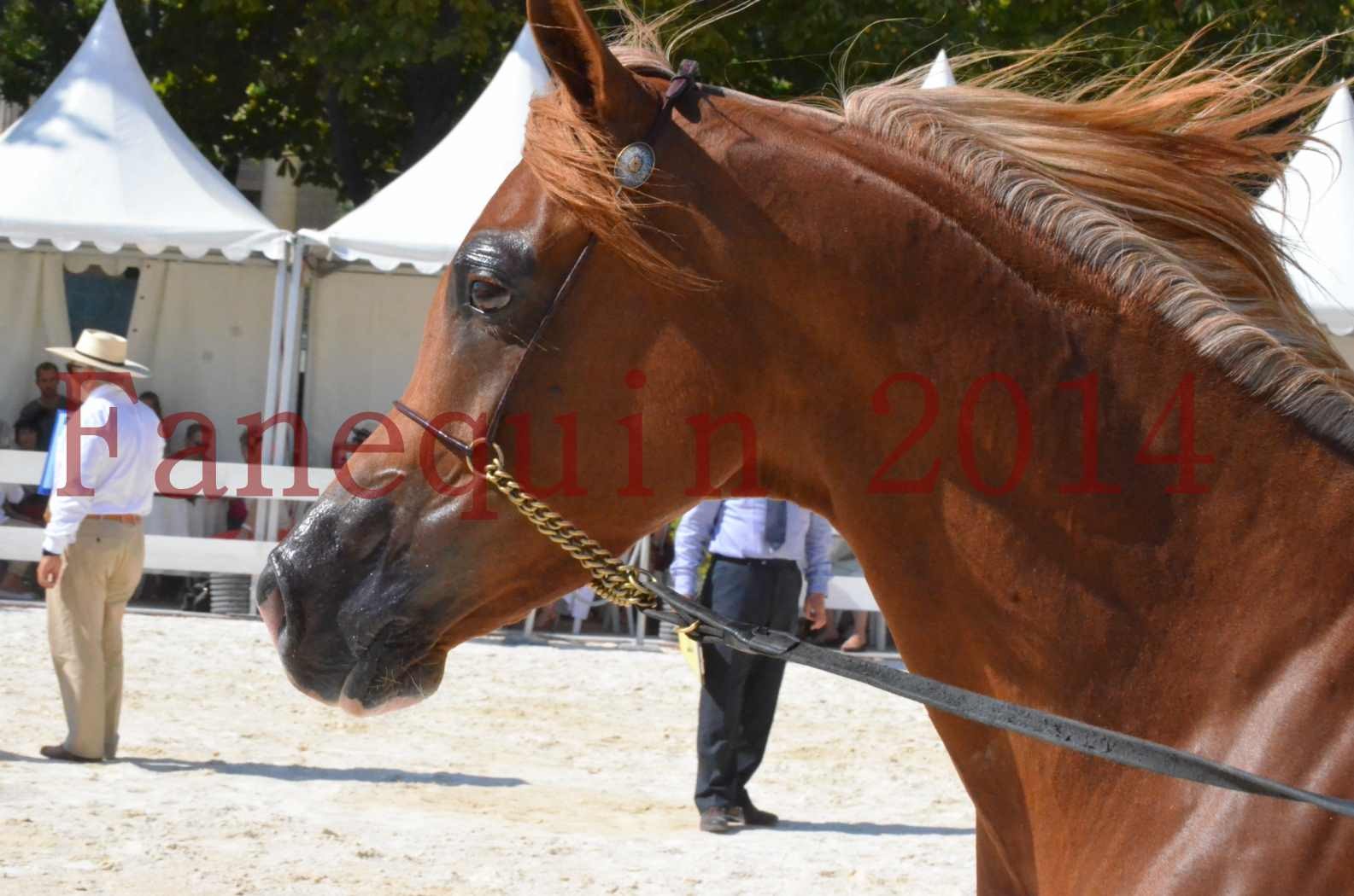 Concours National de Nîmes de chevaux ARABES 2014 - Championnat - MASSAI DE BARREL - 36