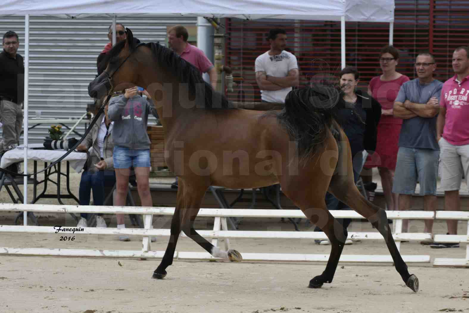 Show national de chevaux arabes de CHAZEY sur AIN - JAMEELAH AL ADEYAT - 1