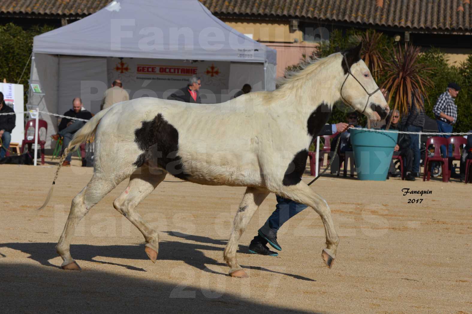 Présentation d’Étalons aux Haras d'UZES - CHEROKEE MIDNIGHT - 1