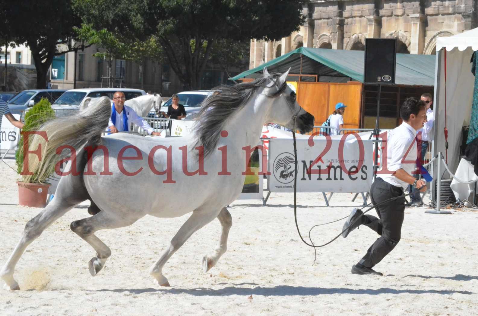 Concours National de Nîmes de chevaux ARABES 2014 - Sélection - SHAOLIN DE NEDJAIA - 59