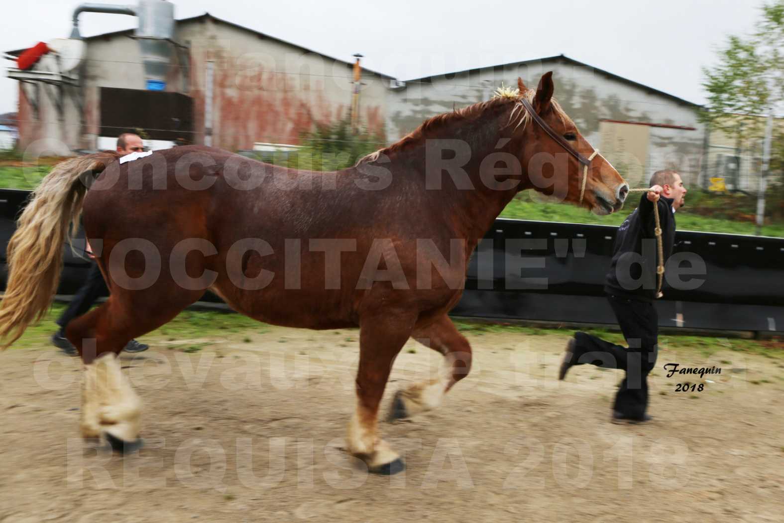 Concours Régional "OCCITANIE" de Chevaux de Traits à REQUISTA en 2018 - GENEREUSE DE LA NOE - 4