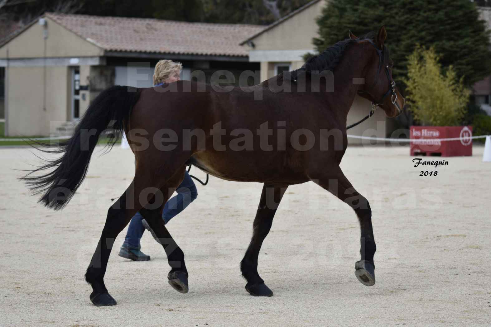 Présentation d’Étalon au Haras d'UZES 2018 - CHAMAN LEVA NEVE - Notre Sélection - en main - 3