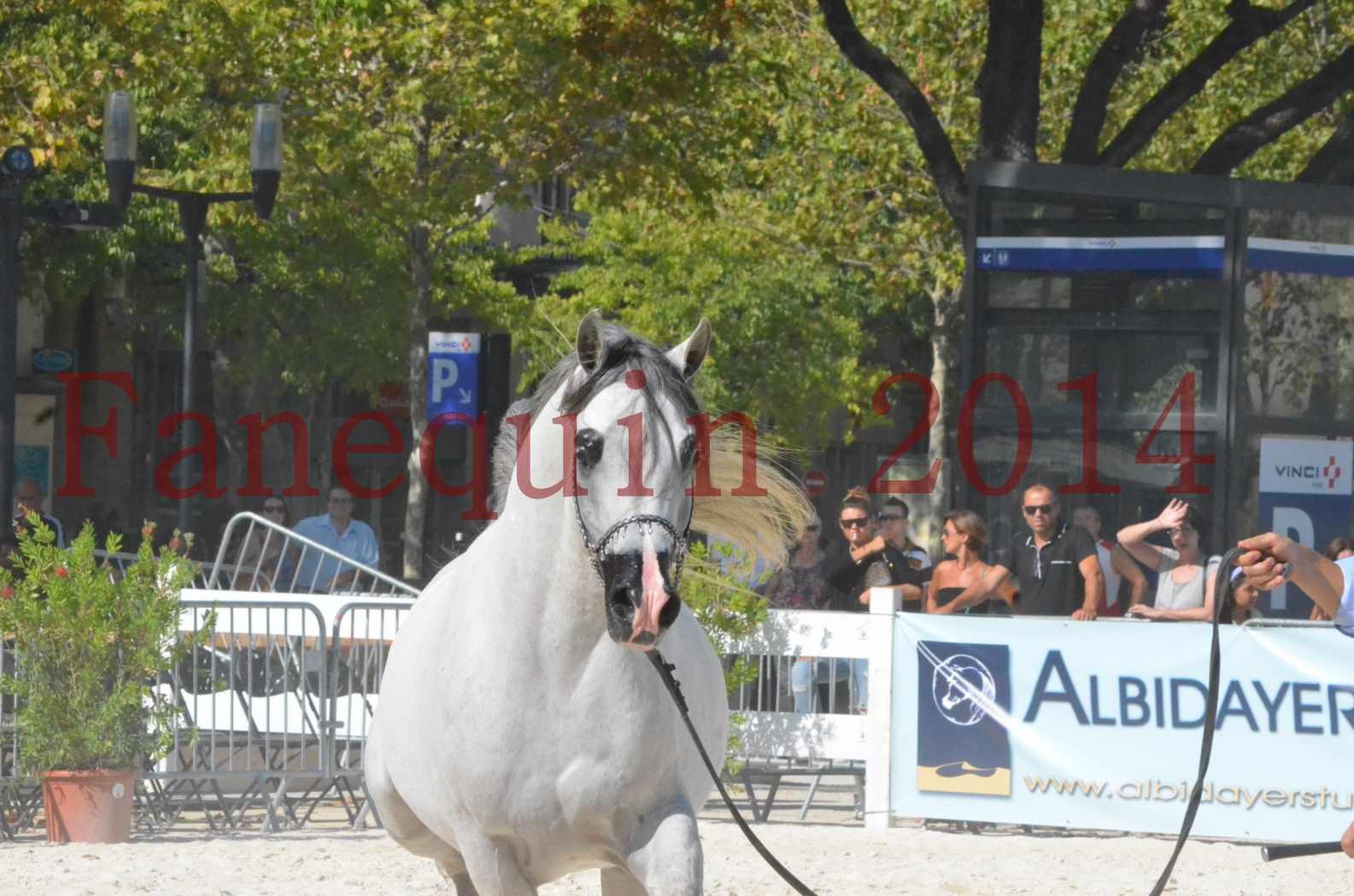 Concours National de Nîmes de chevaux ARABES 2014 - Championnat - SHAOLIN DE NEDJAIA - 26