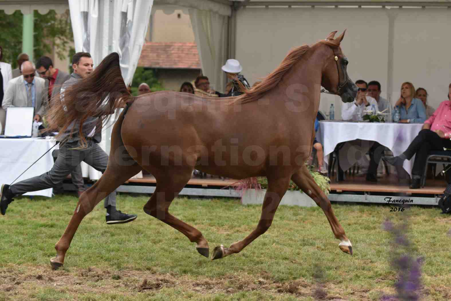 International Arabian Horse Show B de VICHY 2016 - PEARL DE DJOON - Notre Sélection - 19