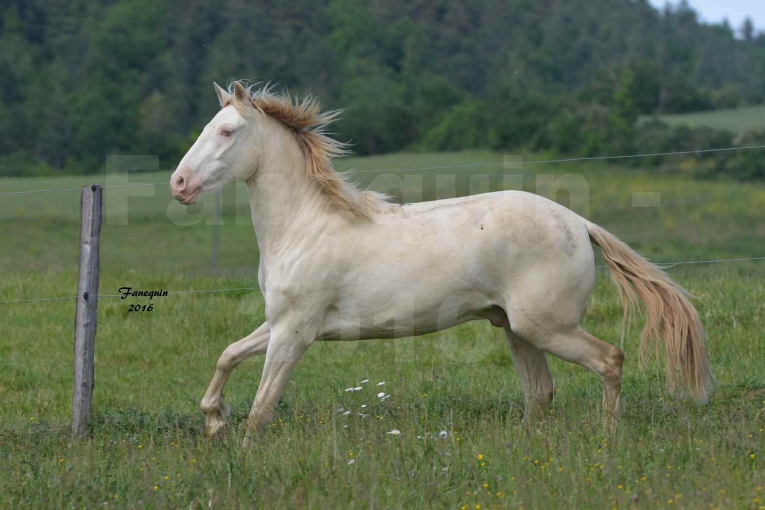 Chevaux PRE de l'élevage DEL TESSUOR - Frédérique VIGNE - 01