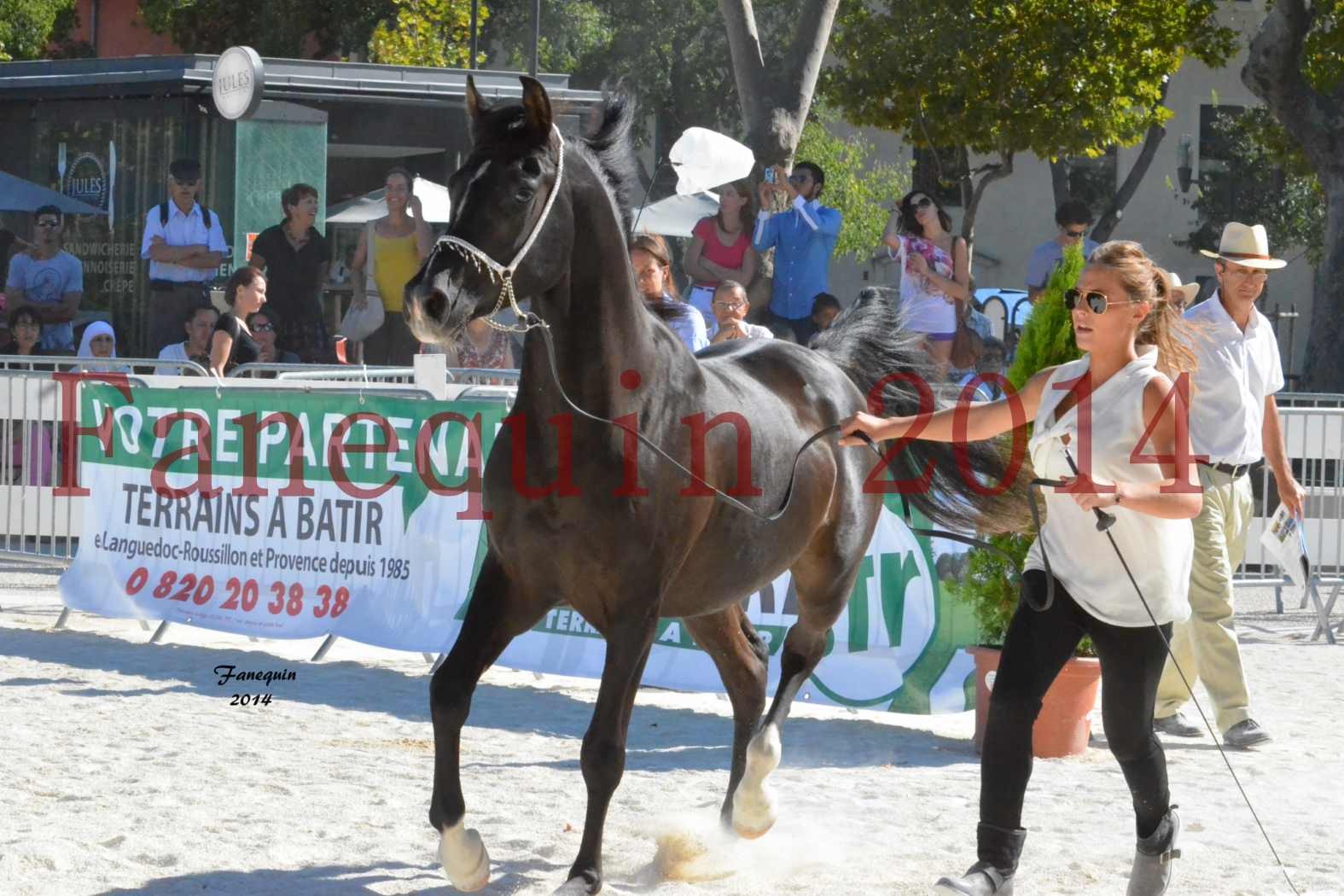 Concours National de Nîmes de chevaux ARABES 2014 - Notre Sélection - BALTYK DE CHAUMONT - 3