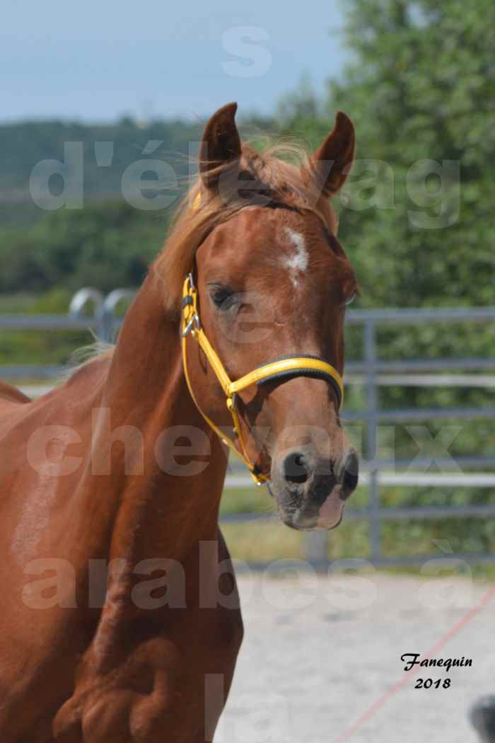 Concours d'Elevage de chevaux Arabes  le 27 juin 2018 à la BOISSIERE - FANGIO DES DOLINES - 2