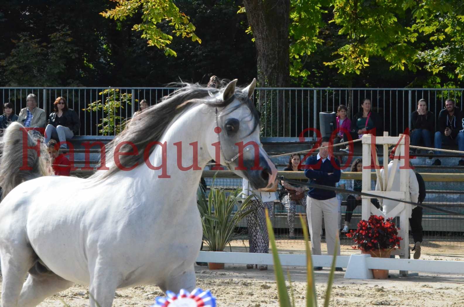 CHAMPIONNAT DE FRANCE  2014 A POMPADOUR - Sélection - SHAOLIN DE NEDJAIA - 46