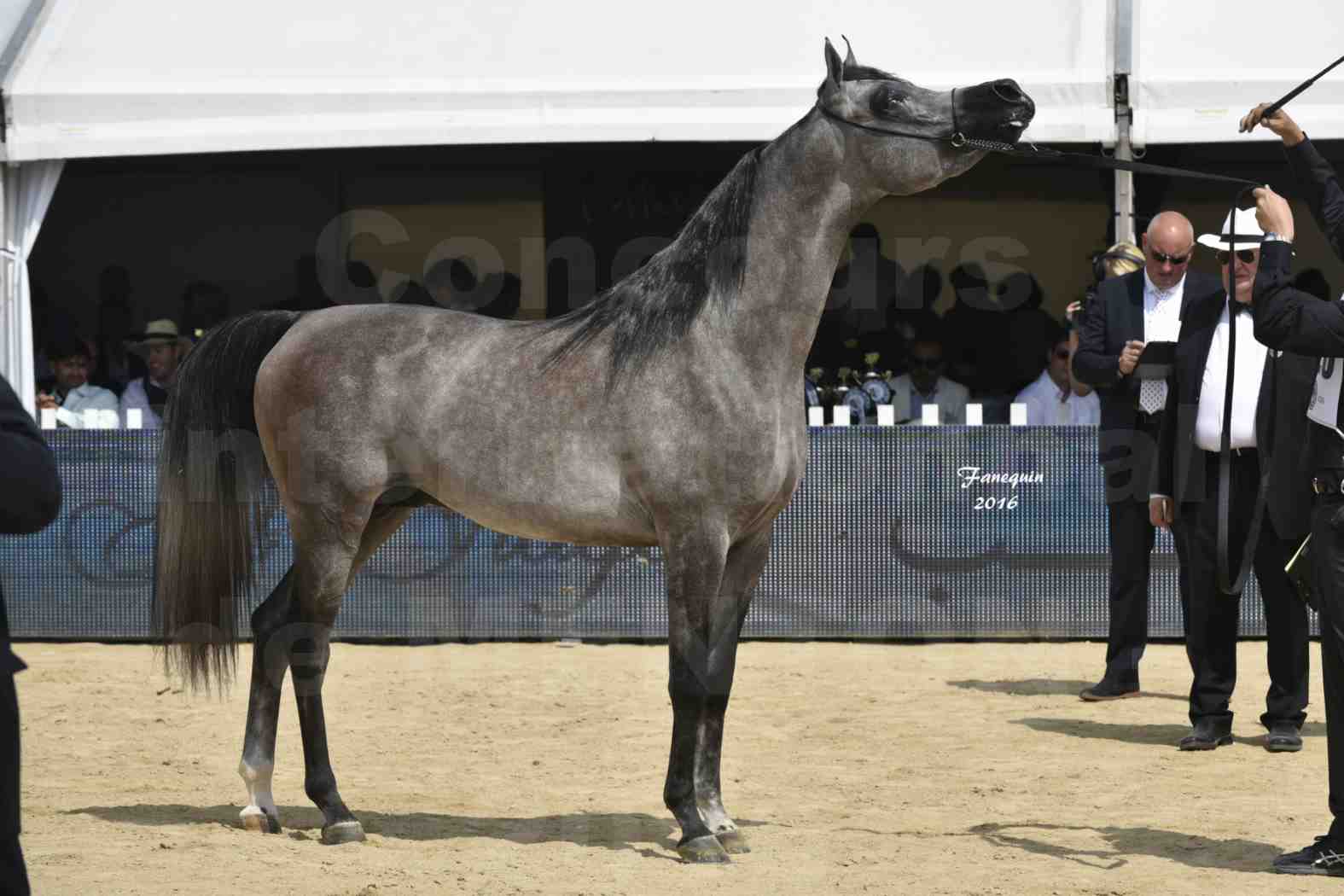 Championnat du pur-sang arabe de la Méditerranée et des pays arabes - MENTON 2016 - SUNDOWN KA - Notre Sélection - 6